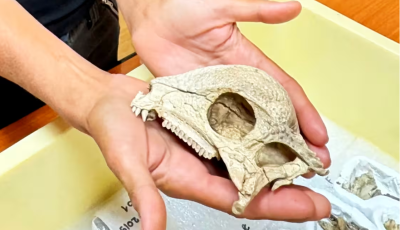 Ősi dinoszaurusz szenz&aacute;ci&oacute; Mong&oacute;li&aacute;b&oacute;l