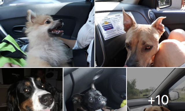 Van egy taxis Kaposváron, akivel kisállatainkat is utaztathatjuk!