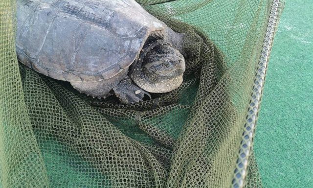 Emberre is vesz&eacute;lyes alig&aacute;torteknőst fogtak ki a Balatonb&oacute;l