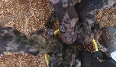 H&eacute;t kiskuty&aacute;t hagyott sors&aacute;ra Kaposv&aacute;r hat&aacute;r&aacute;ban a sz&iacute;vtelen nő