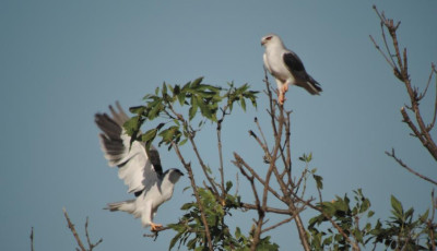 Id&eacute;n is v&aacute;rj&aacute;k a mad&aacute;rbar&aacute;tokat az Eur&oacute;pai Mad&aacute;rmegfigyelő Napokon