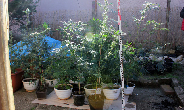 T&ouml;bb sz&aacute;z rendőr, t&iacute;z kil&oacute; marihu&aacute;na, f&eacute;lsz&aacute;z tő kannabisz - Kaposv&aacute;ri bűnszervezetet sz&aacute;molt fel a rendőrs&eacute;g - VIDE&Oacute;