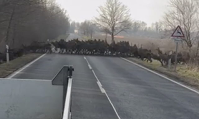 &Oacute;ri&aacute;si szarvasrudlit kaptak lencsev&eacute;gre Somogyban - VIDE&Oacute;