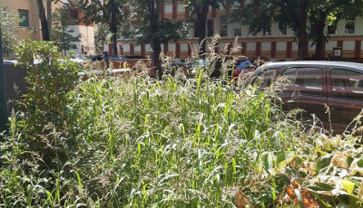 Már embermagasságig ér a gaz a kaposvári kórházzal szemben